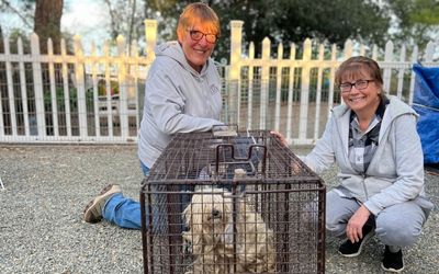 Grantee Spotlight: Rovers Return Dog Rescue is boosted by IECF grant