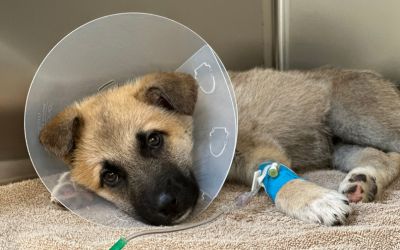 Grantee Spotlight: Animal Samaritans expands thanks to Community Foundation grant